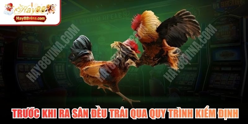 Các chiến binh trước khi ra sân đều trải qua quy trình kiểm định